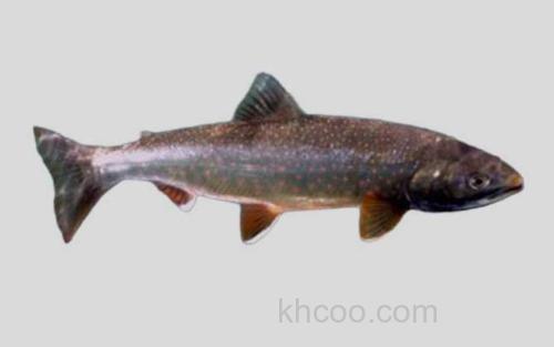 远东红点鲑_0