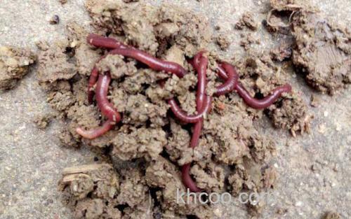 蚯蚓钓鱼_1