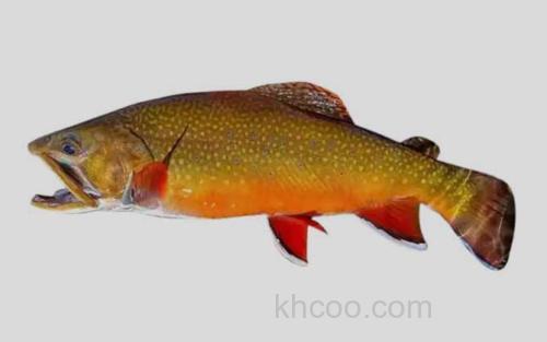 美洲红点鲑_0