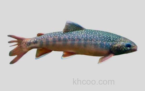 花羔红点鲑_0