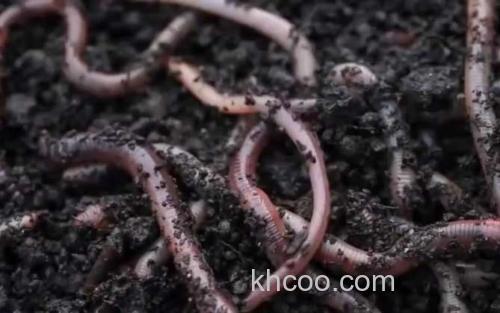 蚯蚓_0