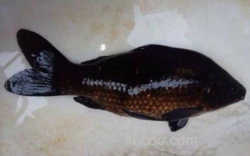 黑鲫_0