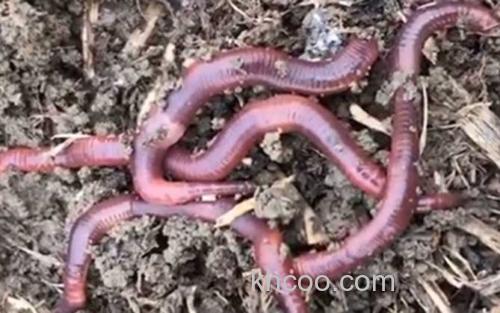 蚯蚓野钓_3