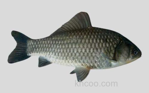 丰产鲫_0