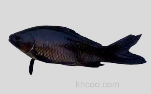黑鲫_0