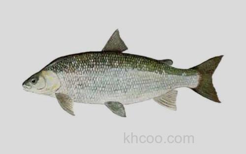 似鲱白鲑_0