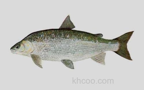 鲱形白鲑_0