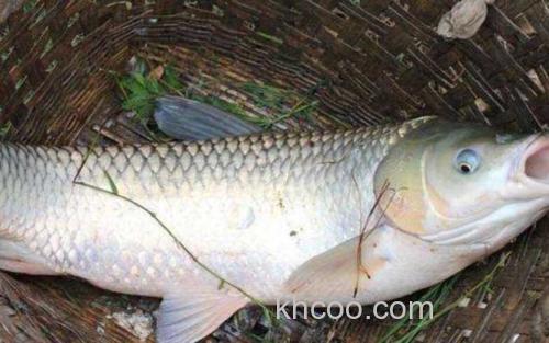 草鱼_0