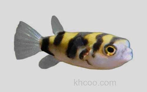 亚马逊河方头鲀_0