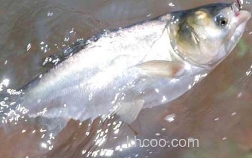 手竿钓鲢鳙_0
