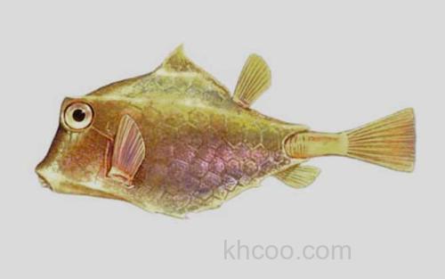 驼背三棱箱鲀_0