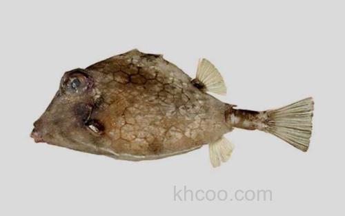 小棘真三棱箱鲀_0