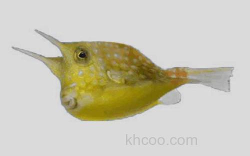 双峰三棱箱鲀_0