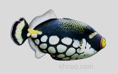 花斑拟鳞鲀_0