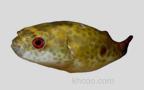 红眼龙脊鲀_0