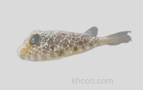 龟纹圆鲀_0