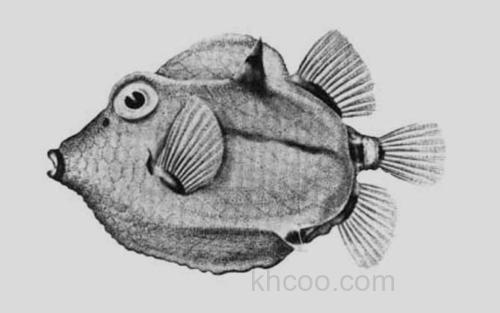 黄带六棱箱鲀_0