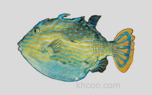 金黄六棱箱鲀_0