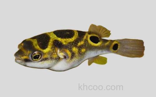 双睛斑凹鼻鲀_0