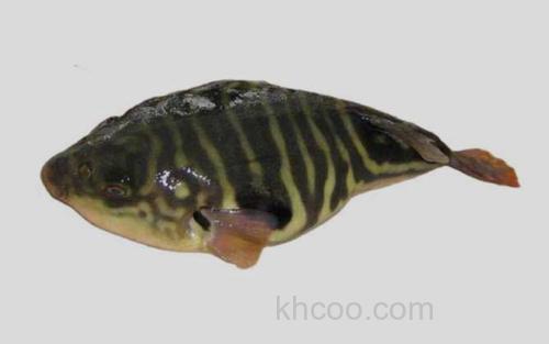 双斑东方鲀_0
