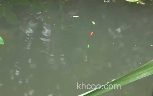 初秋水库钓鱼_0