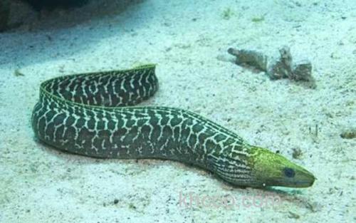 蛇鱼_0
