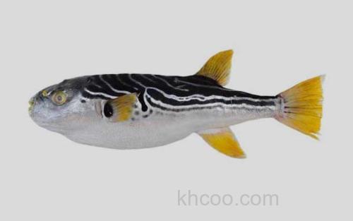 黄鳍东方鲀_0