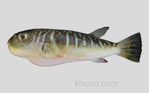 横纹东方鲀_0