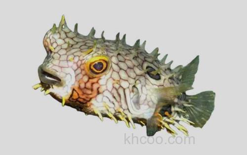 安地列斯短刺鲀_0