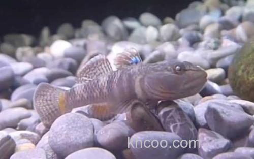鰕虎鱼_3