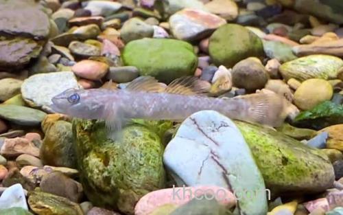 虾虎鱼_1