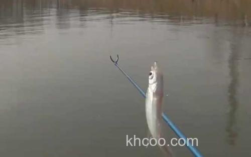 钓白条鱼_4