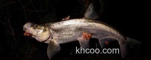 钓翘嘴鱼_0
