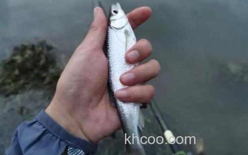 白条鱼_4