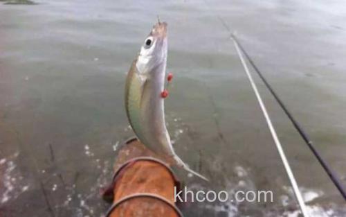 钓白条鱼_1