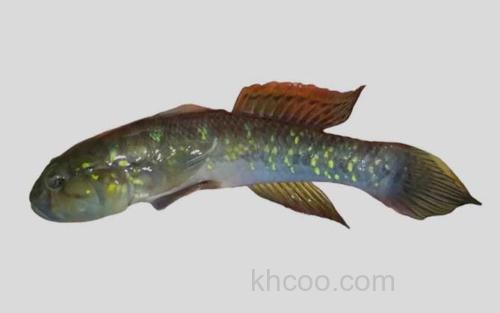 青斑细棘鰕虎鱼_0