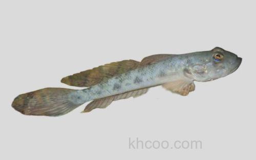 长背沟鰕虎鱼_0