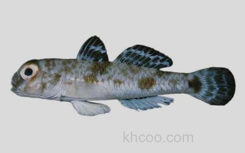 眼瓣沟鰕虎鱼_0