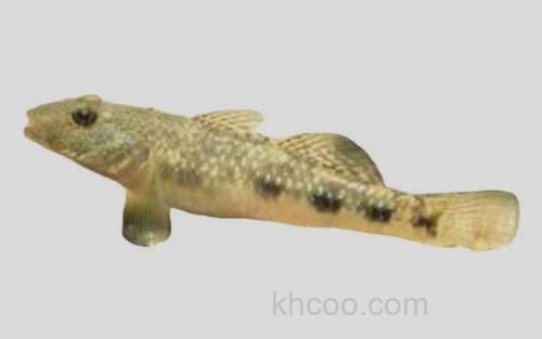 斜纹鲻鰕虎鱼_0