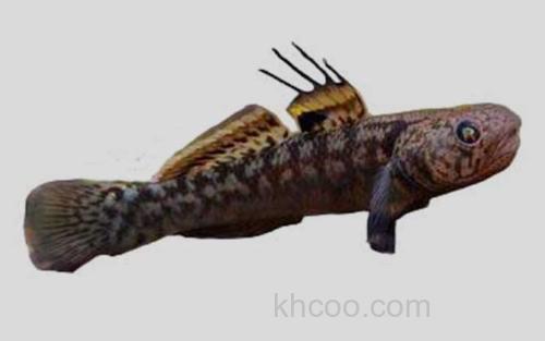 粘皮鲻鰕虎鱼_0