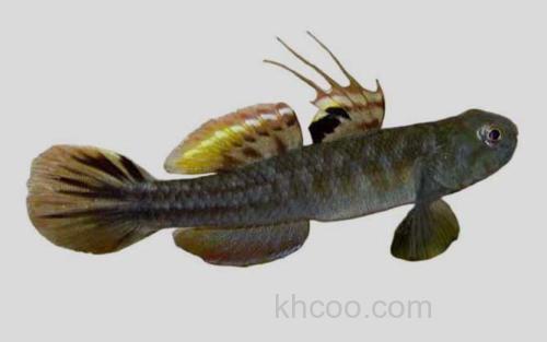 泰加拉鲻鰕虎鱼_0