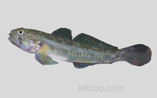 条纹狭鰕虎鱼_0