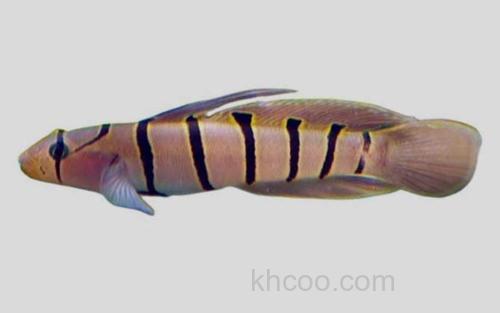 蛇首高鳍鰕虎鱼_0