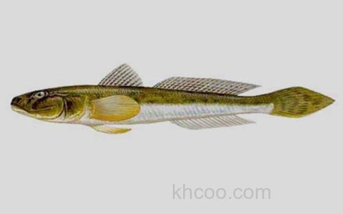 矛尾复鰕虎鱼_0