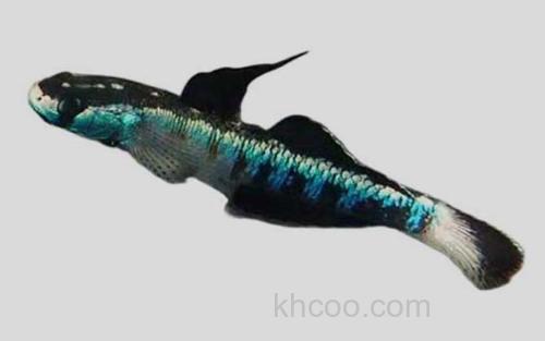 蓝点深鰕虎鱼_0