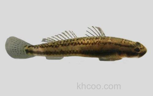 多鳞枝牙鰕虎鱼_0