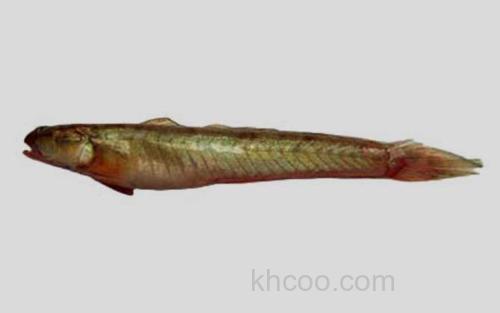 副荣鮈鰕虎鱼_0