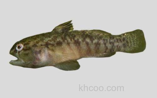 大口髯鰕虎鱼_0