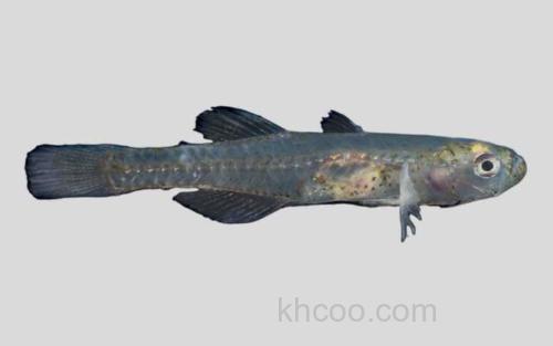 大鳞鳍鰕虎鱼_0