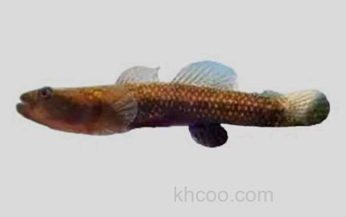 成都栉鰕虎鱼_0